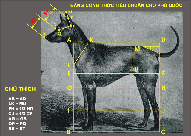 Trại chó Phú Quốc - Tất tần tật thông tin về chó Phú Quốc từ A đến Z 1