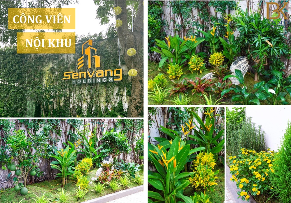 tien-ich-noi-khu-sen-vang-town tien-ich-noi-khu-sen-vang-town